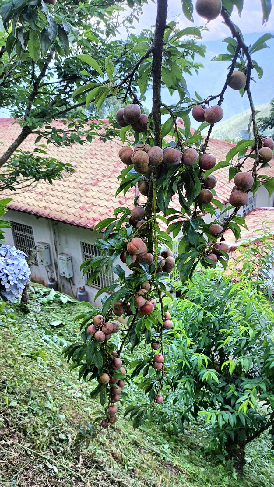 巴斯瓜藍民宿