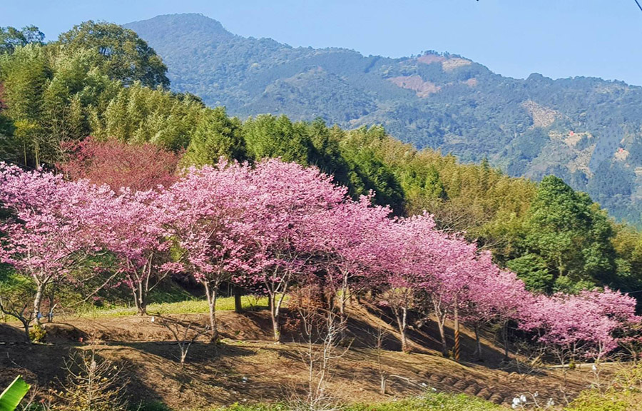 哈娜露營區