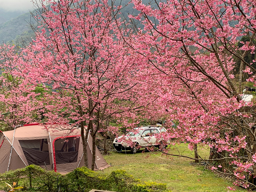 鹿林道營地