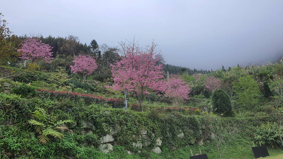 悅光綠境露營區