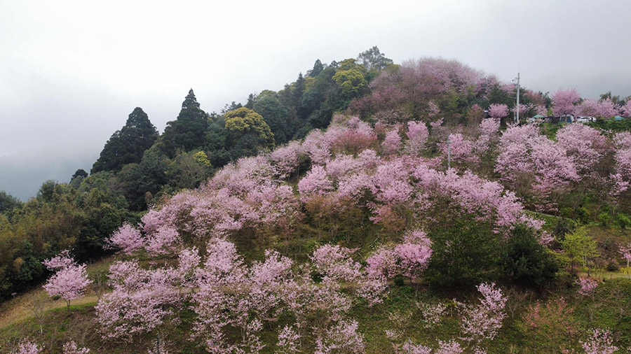 天景露營區