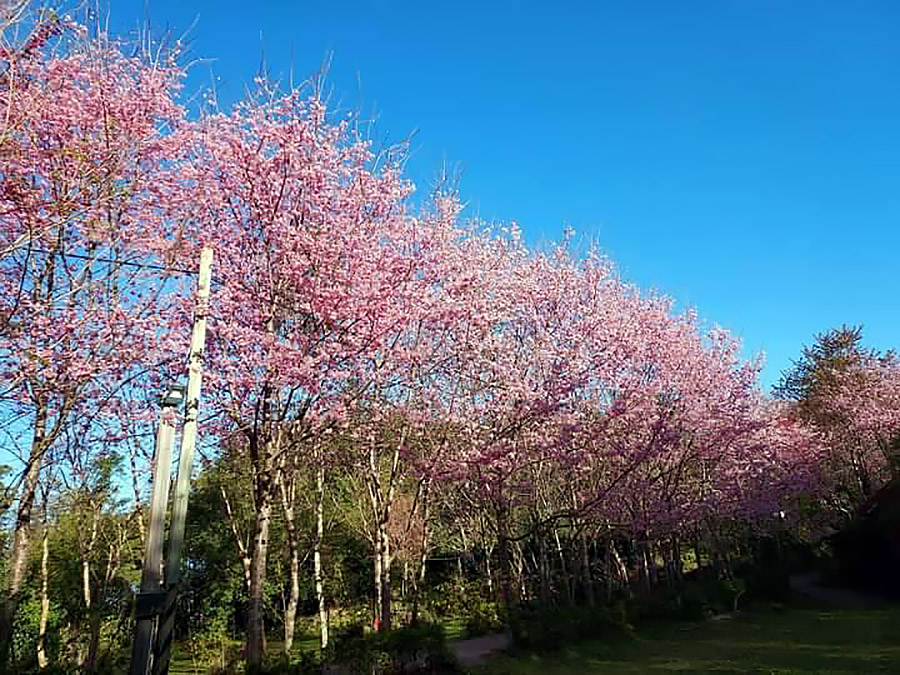 舞蜜露營區