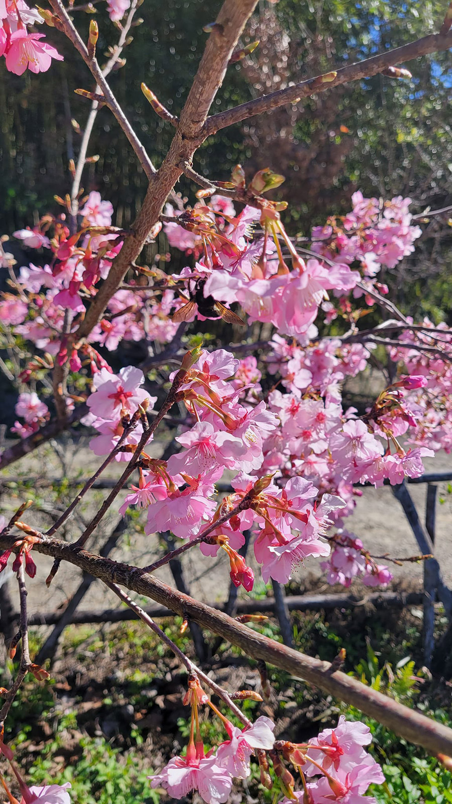 霞喀羅露營區